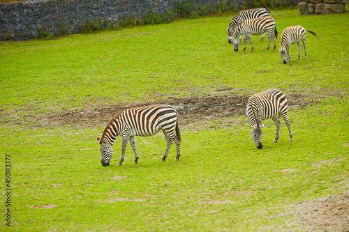 A closeup of zebras in a green field during daylight