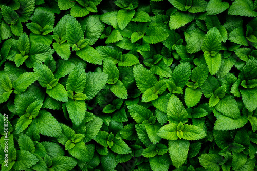 Green leaves covering the ground