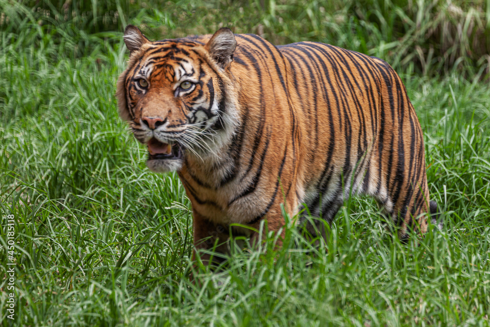 Obraz premium Tiger stands with a threatening stare, mouth half open