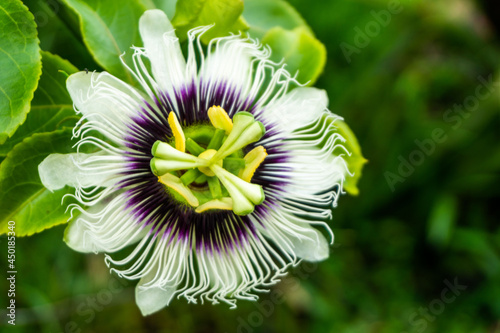 Passionfruit flower photo