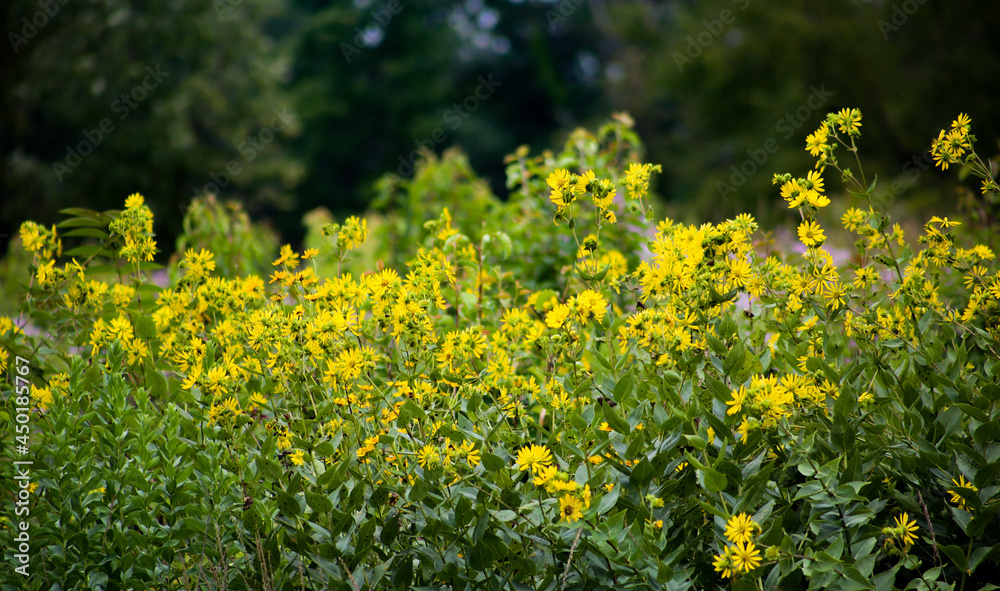 Obraz premium Flowers in Nature.