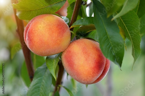 Two ripe juicy peaches on a branch in the garden. Concept of growing your own organic food.