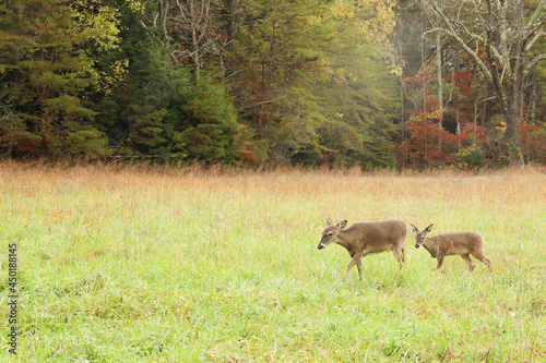 Photo White Tail Deer Cades Cove Great Smoky Mountains National Park Tennessee