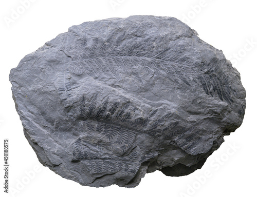 Fern frond fossil. Pecopteris pumosa leaves. photo