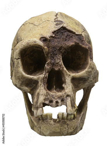 Homo floresiensis ( photo