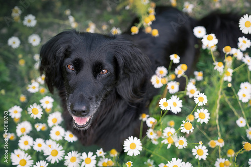Czarny spaniel w kwiatach rumianku