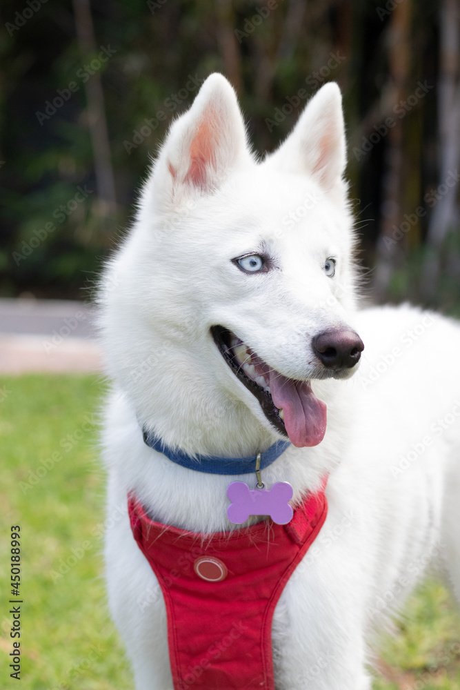 Perro Husky blanco ojos azules viendo el atardecer con correa azul en un parque al atardecer