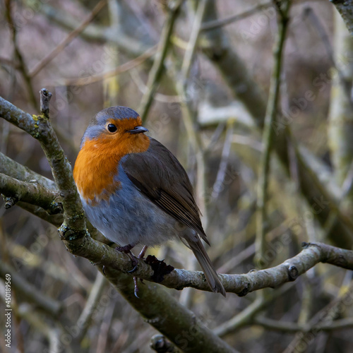 Robin sitting on a branch.