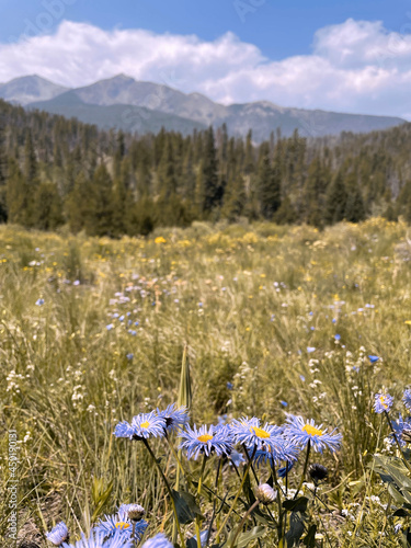 flowers in the mountain valley