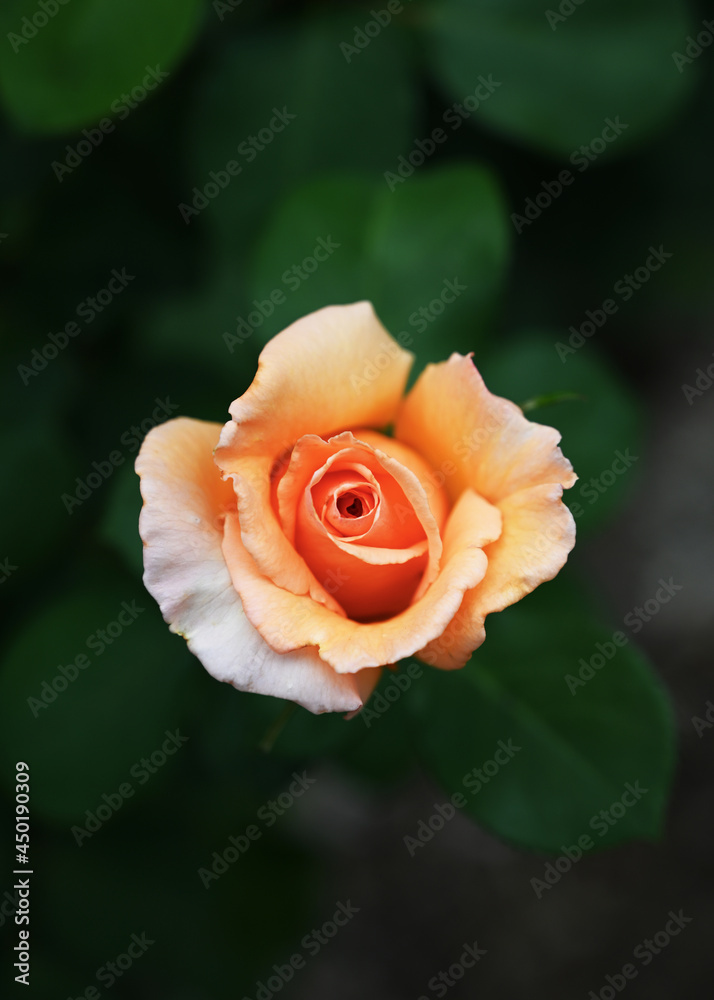Budding orange rose with white accents on dark green leaf background with tight orange center Budding orange rose with white accents on dark green leaf background with tight orange center