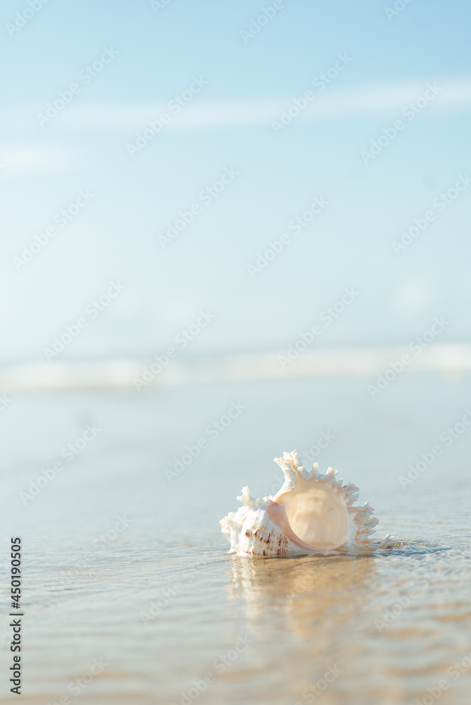砂浜と貝殻 砂浜と貝殻