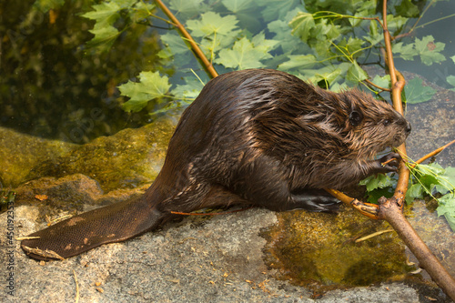 The Eurasian beaver (Castor fiber).