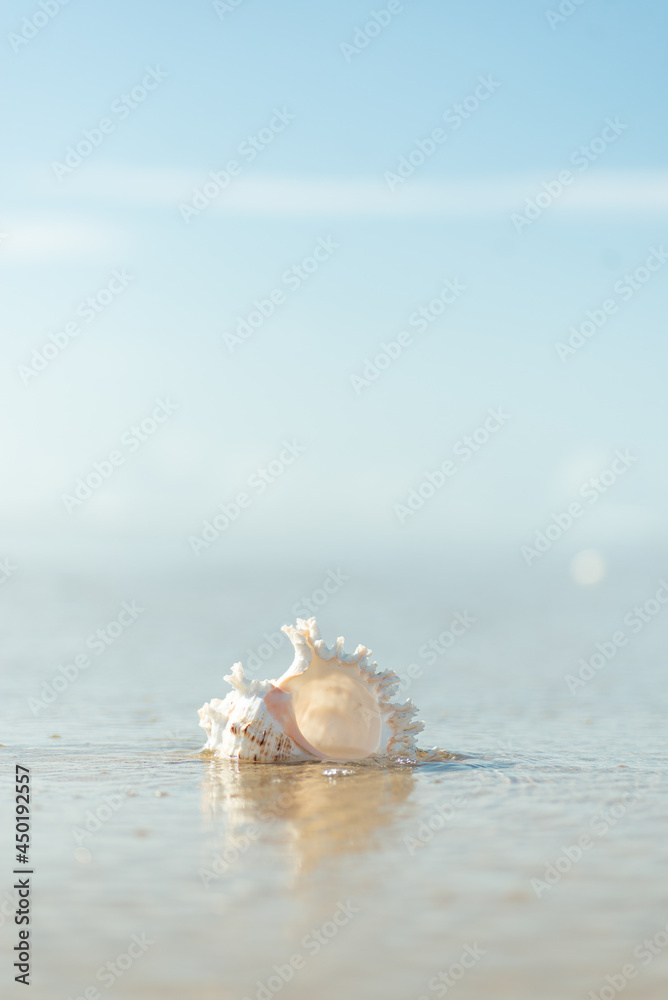 砂浜と貝殻 砂浜と貝殻