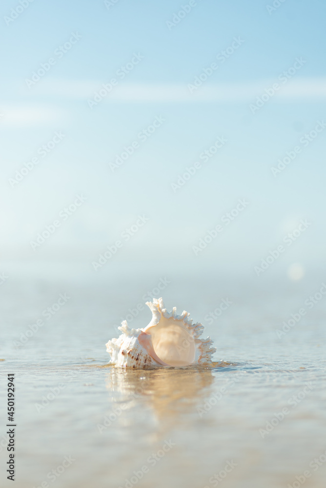 砂浜と貝殻 砂浜と貝殻