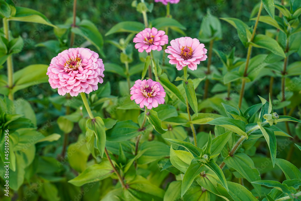 Pretty pink zinnia flowers growing in a a flower garden. Floral background. Pretty pink zinnia flowers growing in a a flower garden. Floral background.