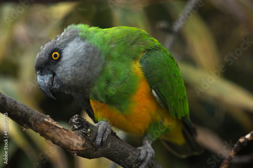 The Senegal parrot (Poicephalus senegalus).