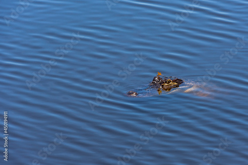 Swimming Alligator © Xamara