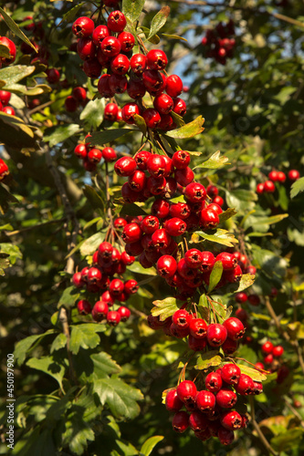The midland hawthorn, English hawthorn, woodland hawthorn, mayflower (Crataegus laevigata).