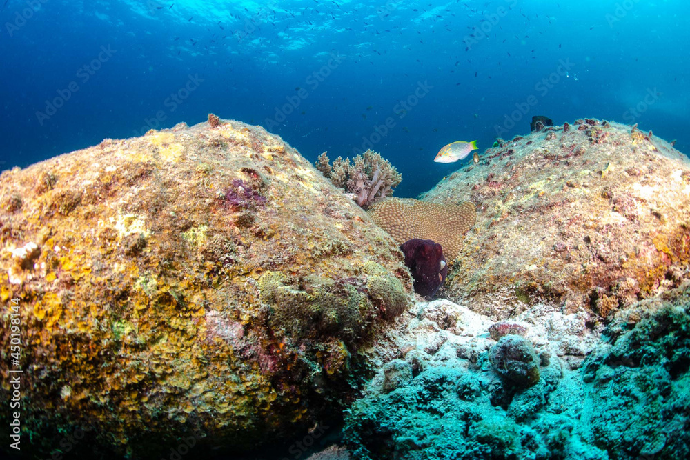 Diving in the Thailand ocean Diving in the Thailand ocean