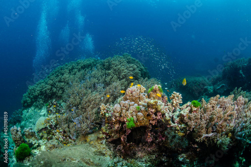 Fototapeta Naklejka Na Ścianę i Meble -  Diving in the Thailand ocean