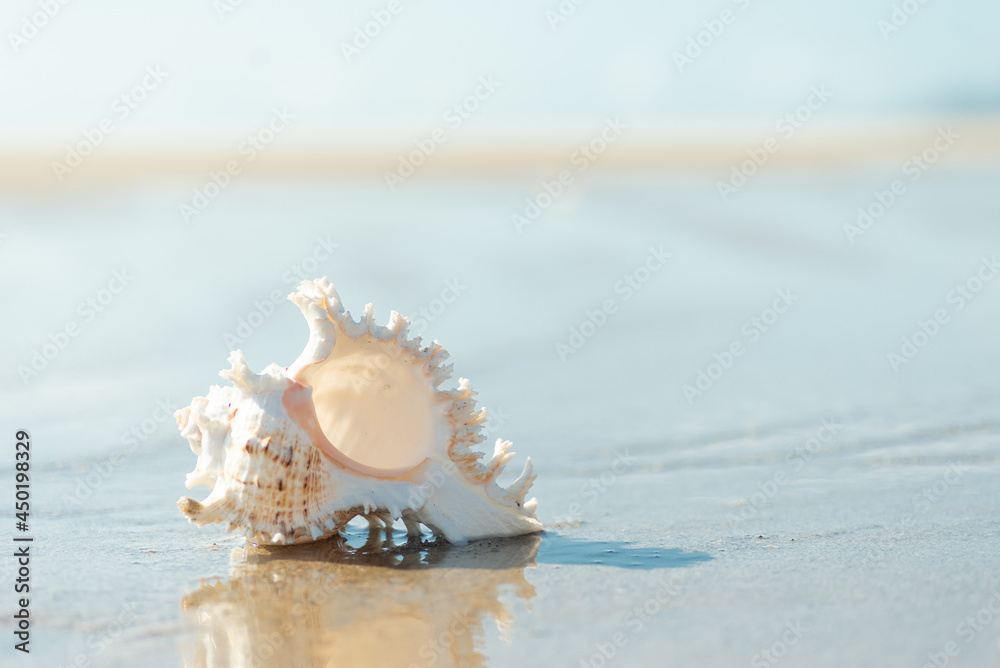 砂浜と貝殻 砂浜と貝殻