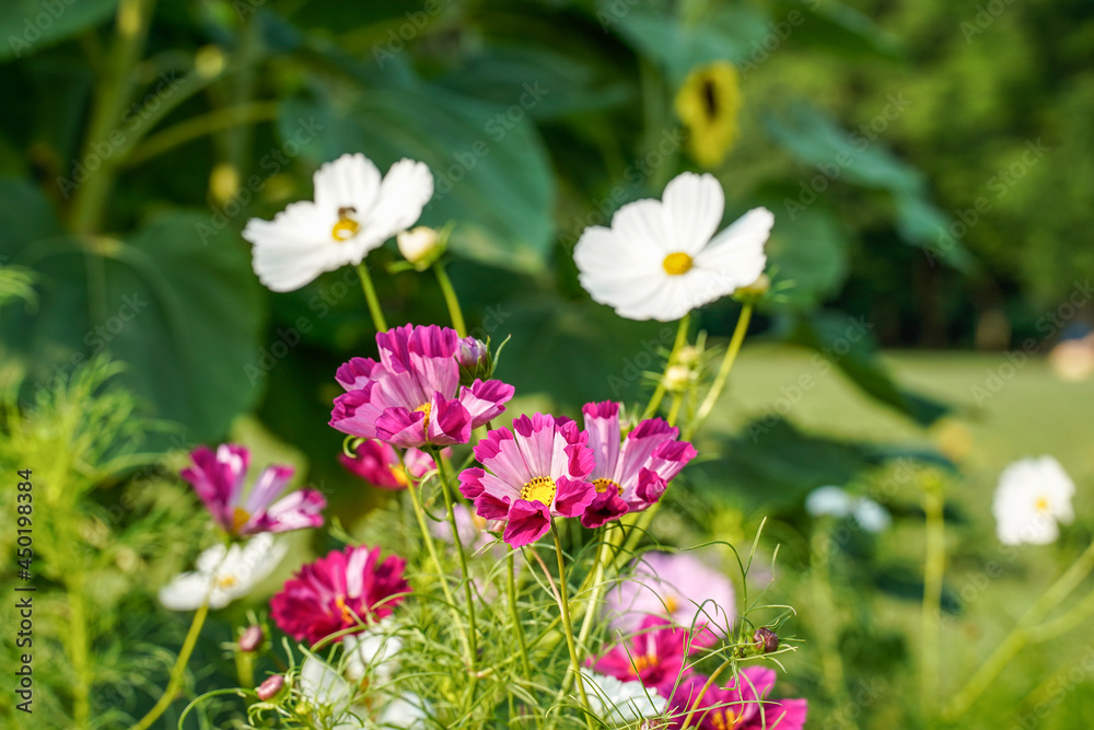 Two toned seashell cosmos flowers growing outdoors. Flower garden in Western Pennsylvania. Two toned seashell cosmos flowers growing outdoors. Flower garden in Western Pennsylvania.