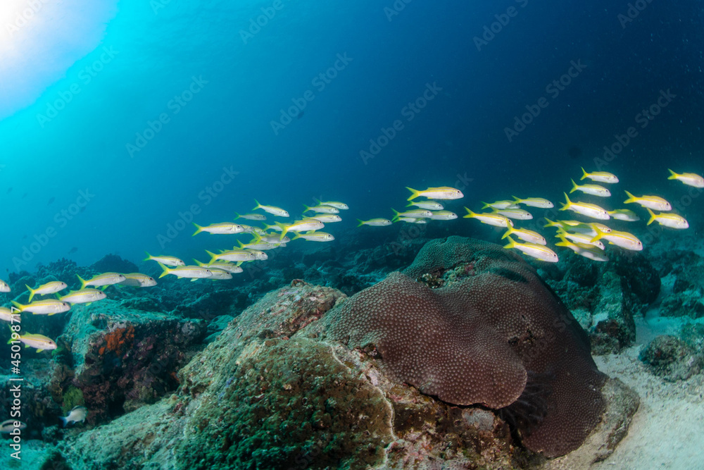 Fototapeta premium Scuba Diving in the Thailand sea 