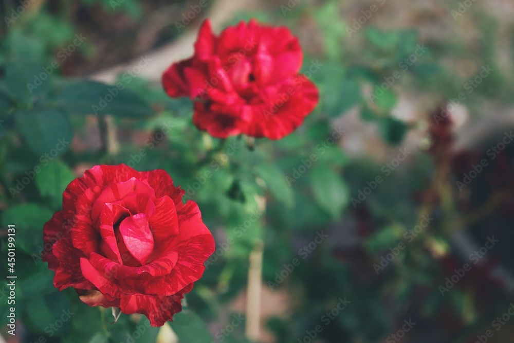 Beautiful of spring red rose flower with green leaves