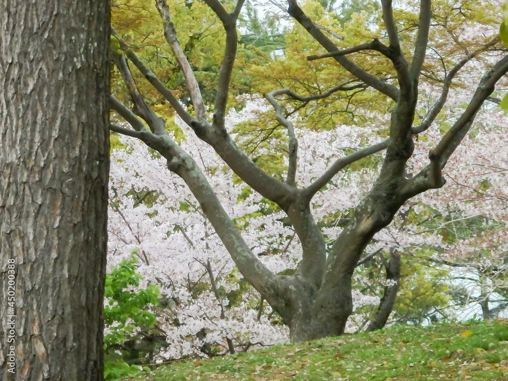 琵琶湖　膳所公園の桜