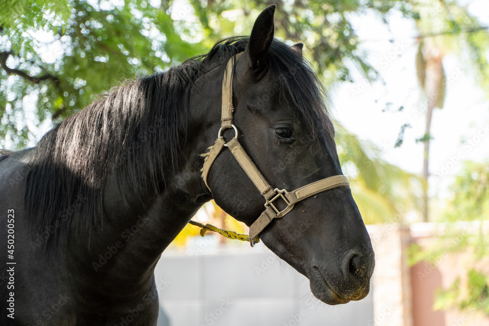 Obraz premium Side portrait of a cute black horse during a sunny day with headstall on