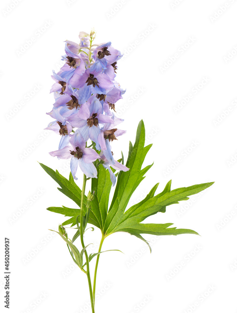 Obraz premium Delphinium flower isolated on white background. Beautiful summer flowers.