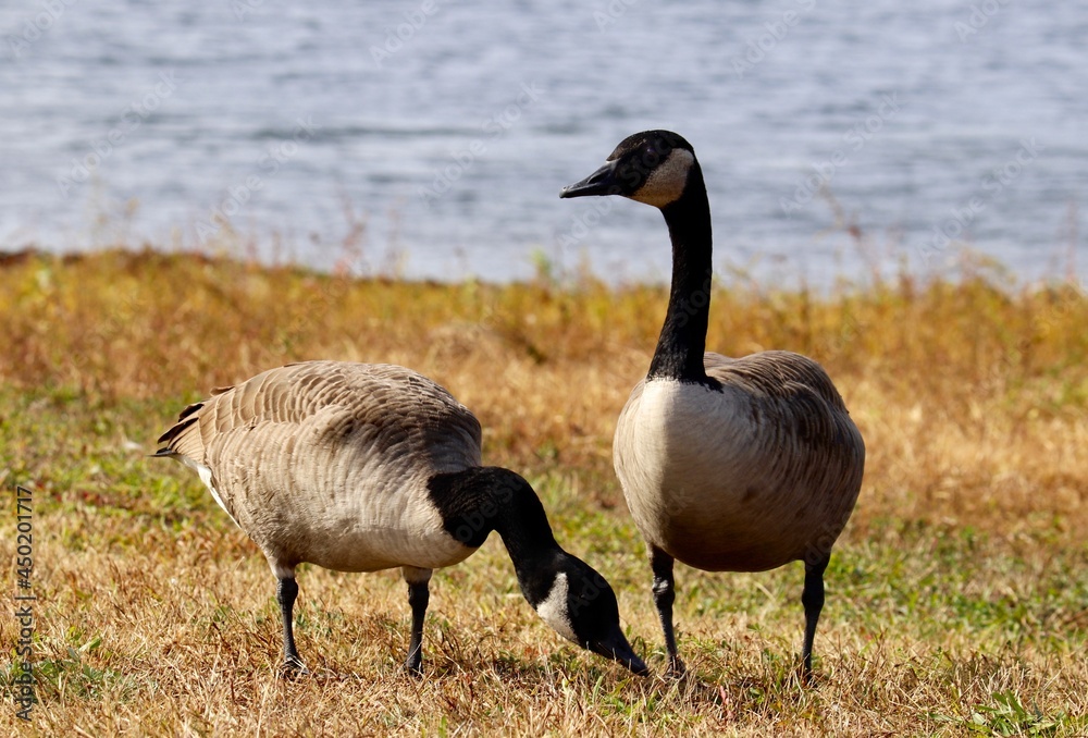 country goose branta canadensis country goose branta canadensis