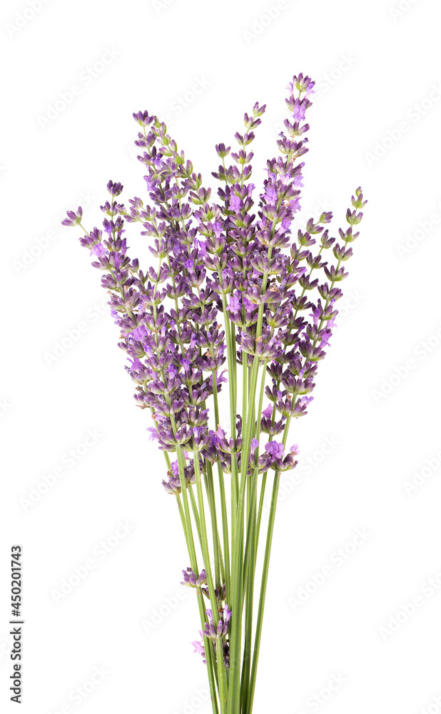 Naklejka premium Lavender flowers, isolated on white background. Bunch of Lavandula or lavender flowers. Medicinal herbs.