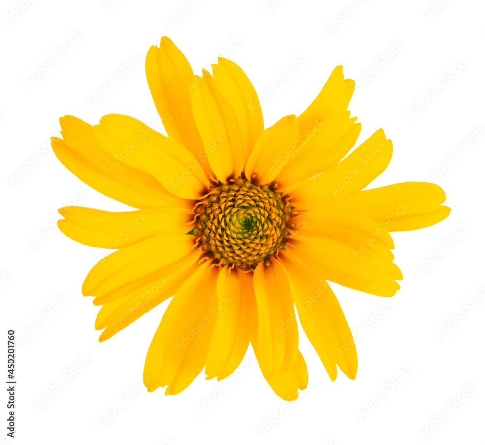 Calendula flowers isolated on white background. Marigold flower. Medicinal herbal plant. Top view.