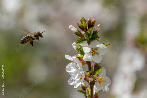 A bee flies past a cherry branch