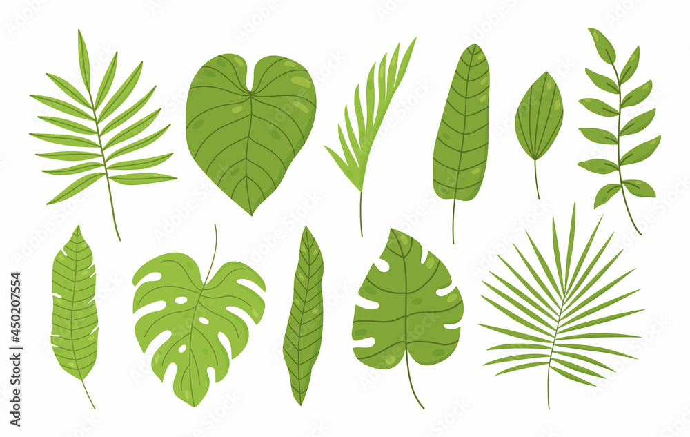 Fototapeta premium Set of tropical leaves isolated on white background. Palm, monstera, banana leaves, philodendron and others. Vector hand-drawn illustration in cartoon style. Perfect for cards, decorations,invitations