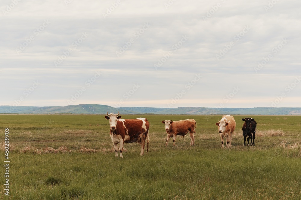 cows in a summer pasture, meadow. Breeding cows.