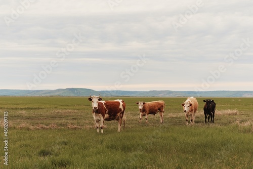 cows in a summer pasture, meadow. Breeding cows.