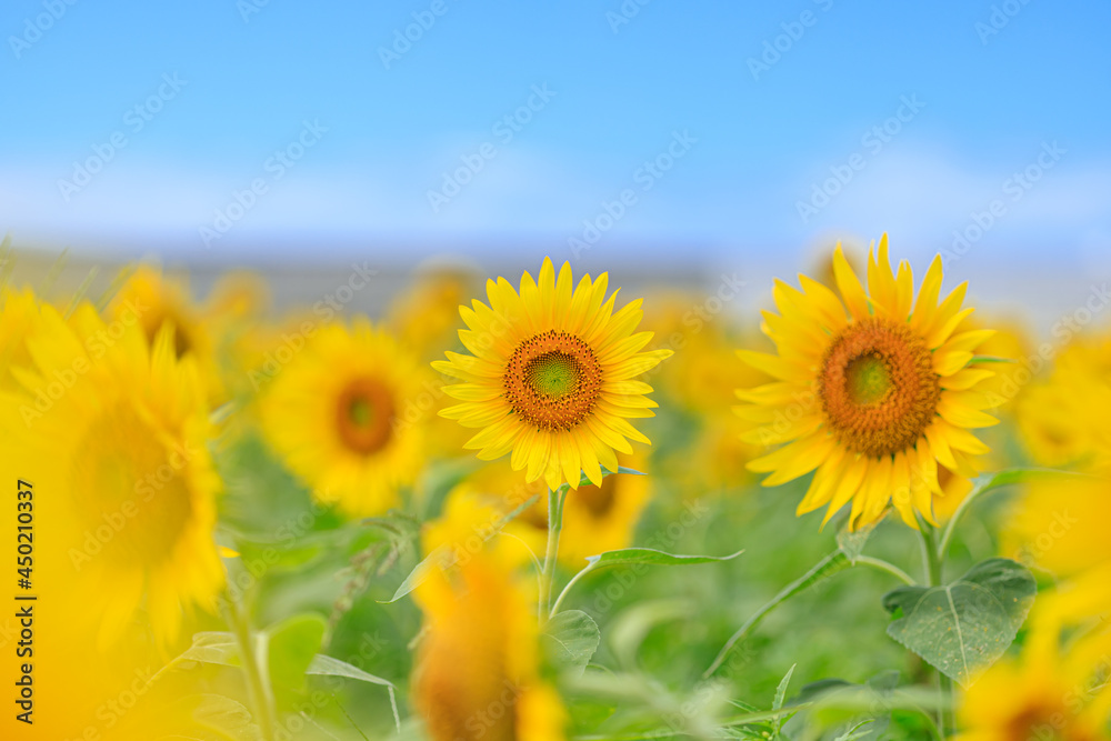 ひまわり畑　山口県下関市　sunflower field Yamaguchi-ken Shimonoseki city