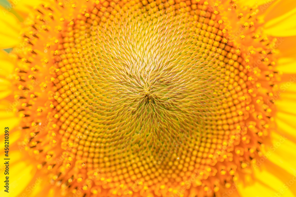 ひまわり マクロ 山口県下関市 sunflower macro Yamaguchi-ken Shimonoseki city ひまわり マクロ 山口県下関市 sunflower macro Yamaguchi-ken Shimonoseki city