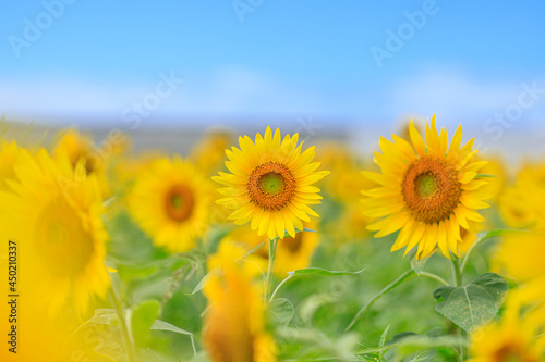                                        sunflower field Yamaguchi-ken Shimonoseki city