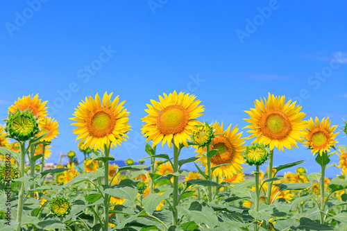                                                 Summer sky and sunflower field Yamaguchi-ken Shimonoseki city
