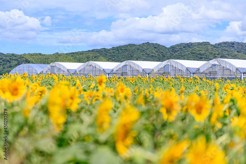 ひまわり畑とビニールハウス　山口県下関市　Vinyl house and sunflower field Yamaguchi-ken Shimonoseki city photo