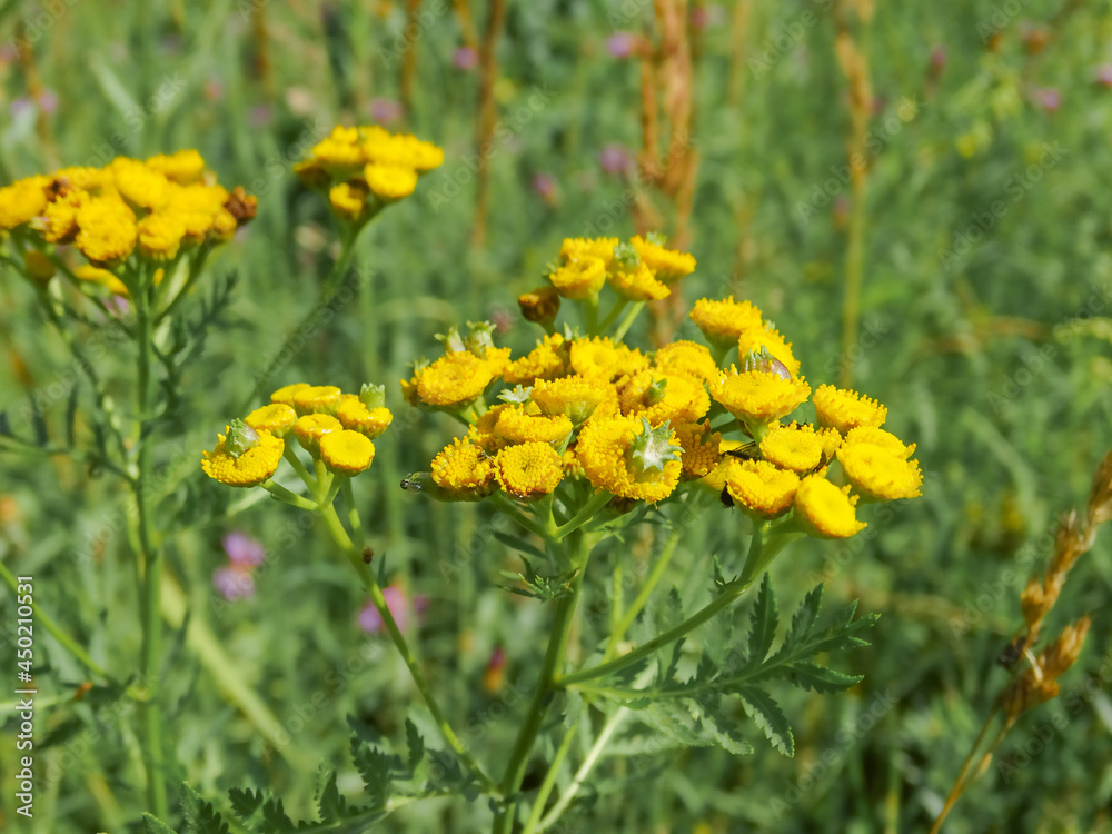 yellow tansy flowers and insects on blurred green background of summer meadow yellow tansy flowers and insects on blurred green background of summer meadow