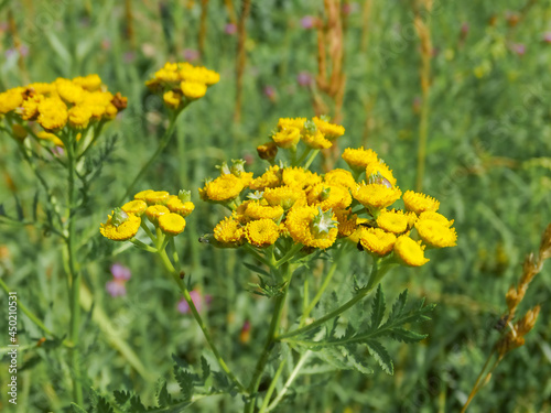yellow tansy flowers and insects on blurred green background of summer meadow