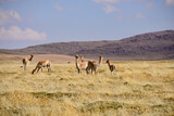 Vicuña on the altiplano, Atacama Desert, Chile