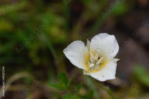 Pointed Mariposa Lily with rain drops, Glacier National Park