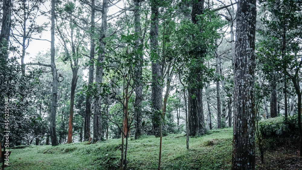 Obraz premium view of dense forest park when the sun is directly above