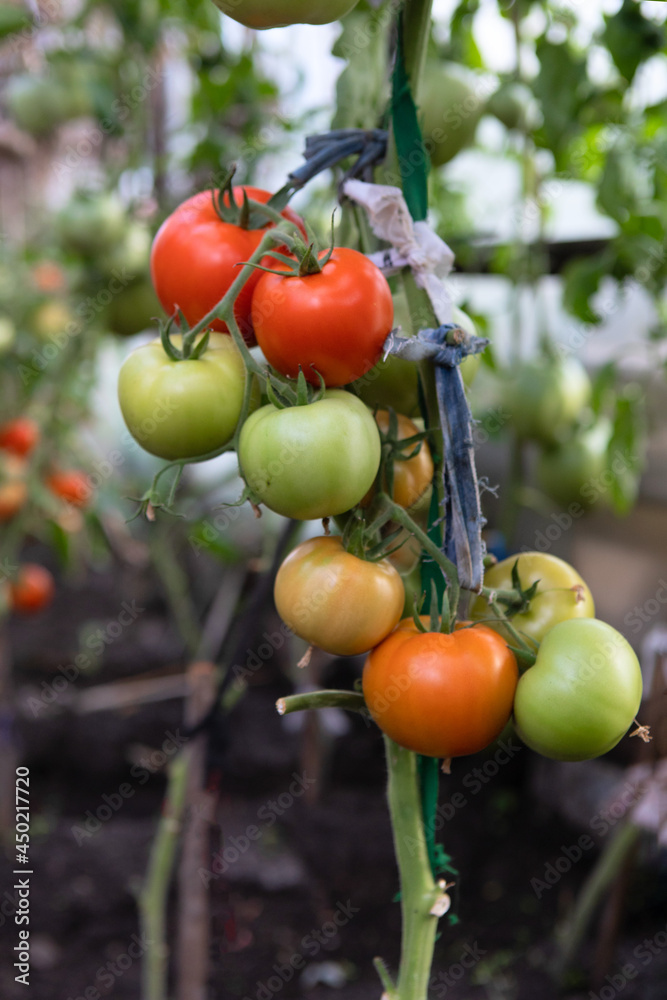 A branch with tomatoes in a greenhouse.Ripe and unripe tomatoes are hanging on a branch.Growing tomatoes in a greenhouse.Large tomato fruits are tied with ropes to the stem, because they are heavy.