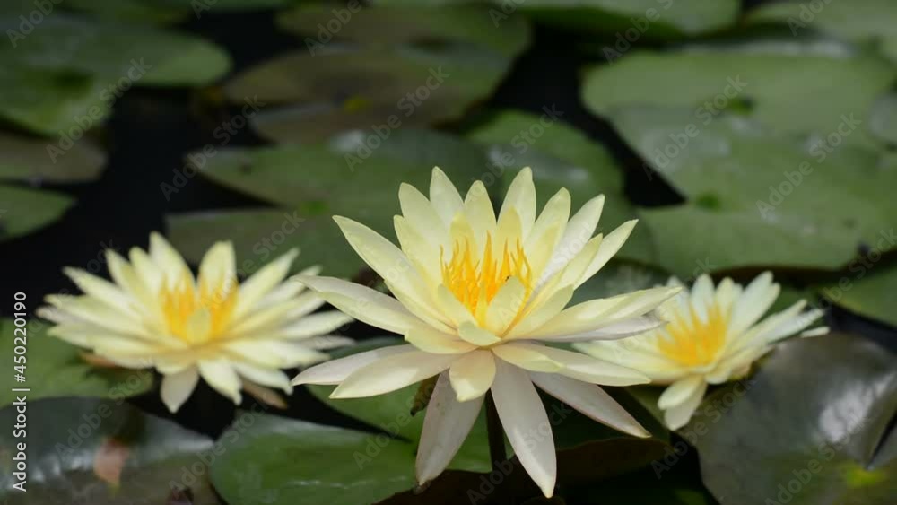 Water flower garden. Three yellow water lily blooms with yellow center. Water flower garden. Three yellow water lily blooms with yellow center.